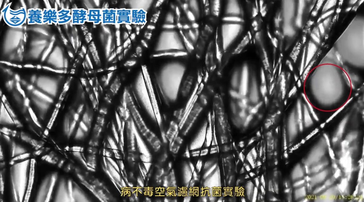 显微镜下观察病不毒滤网上的酵母菌分解过程